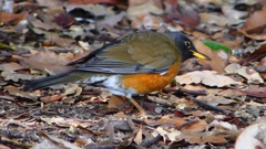 P1830460：オオアカハラ-17_R