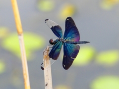 P1090068：チョウトンボ_R