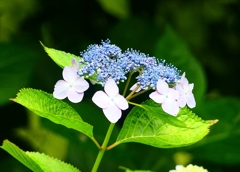 P4170842：紫陽花_R