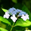 P4170842：紫陽花_R