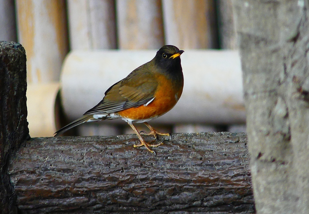 P4720147：オオアカハラ（オス）_R