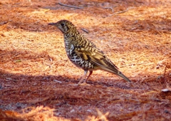 P1800749：トラツグミ_R