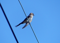 P1180525：コシアカツバメ_R