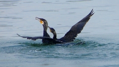 P1110806：カワウのバトル_R