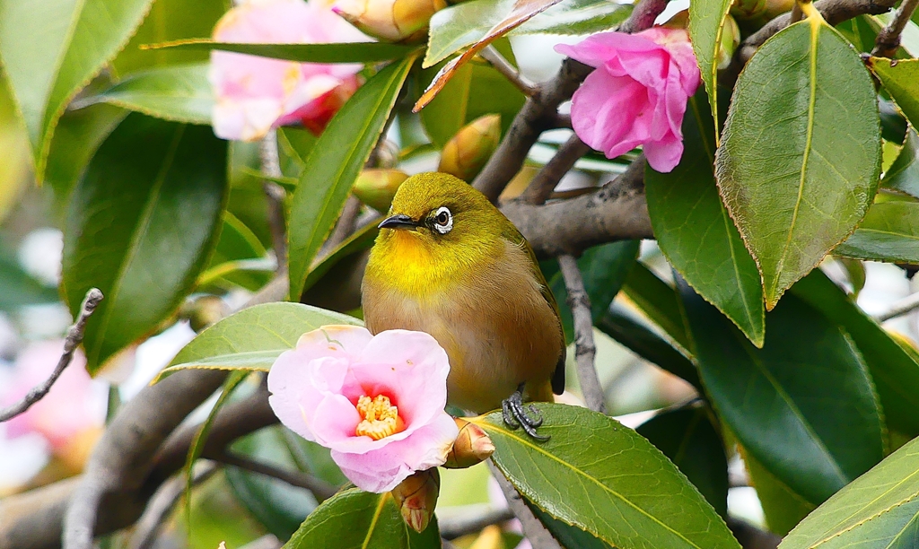 P4710032：メジロ_R