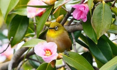 P4710032：メジロ_R