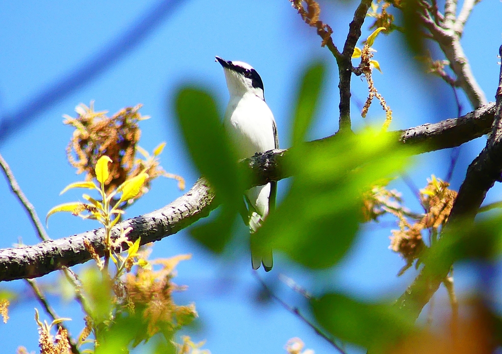 P1960063：サンショウクイ_R