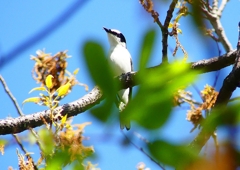 P1960063：サンショウクイ_R