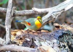 P1880236：ソウシチョウ_R