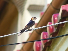 P4250519：コシアカツバメ_R