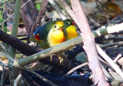 P1370309：ソウシチョウ_R