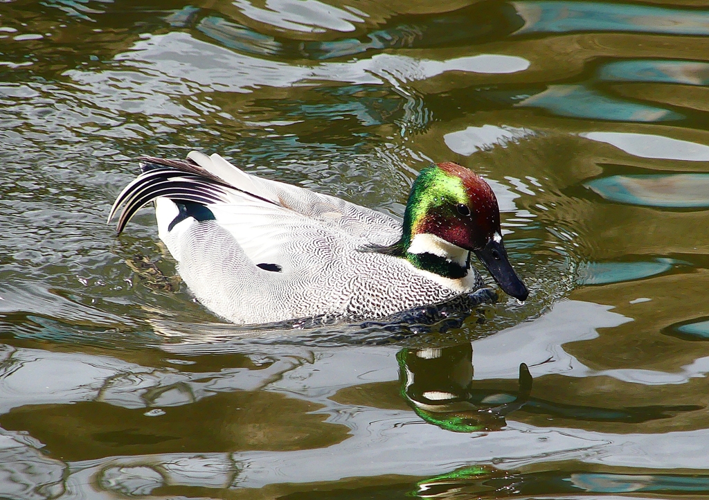P1820543：ヨシガモ_R