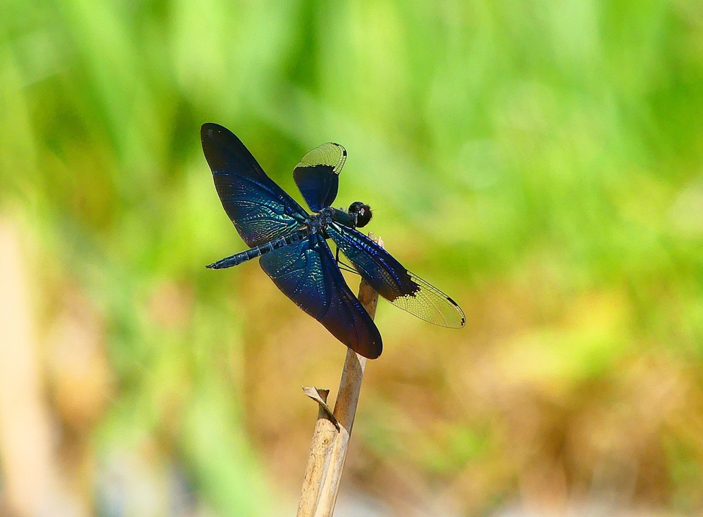 P4280747：チョウトンボ_R