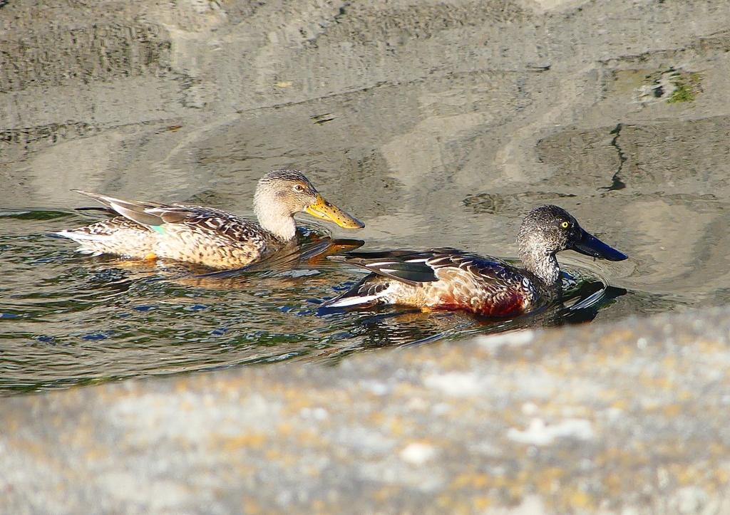 P1630503：ハシビロガモ_R