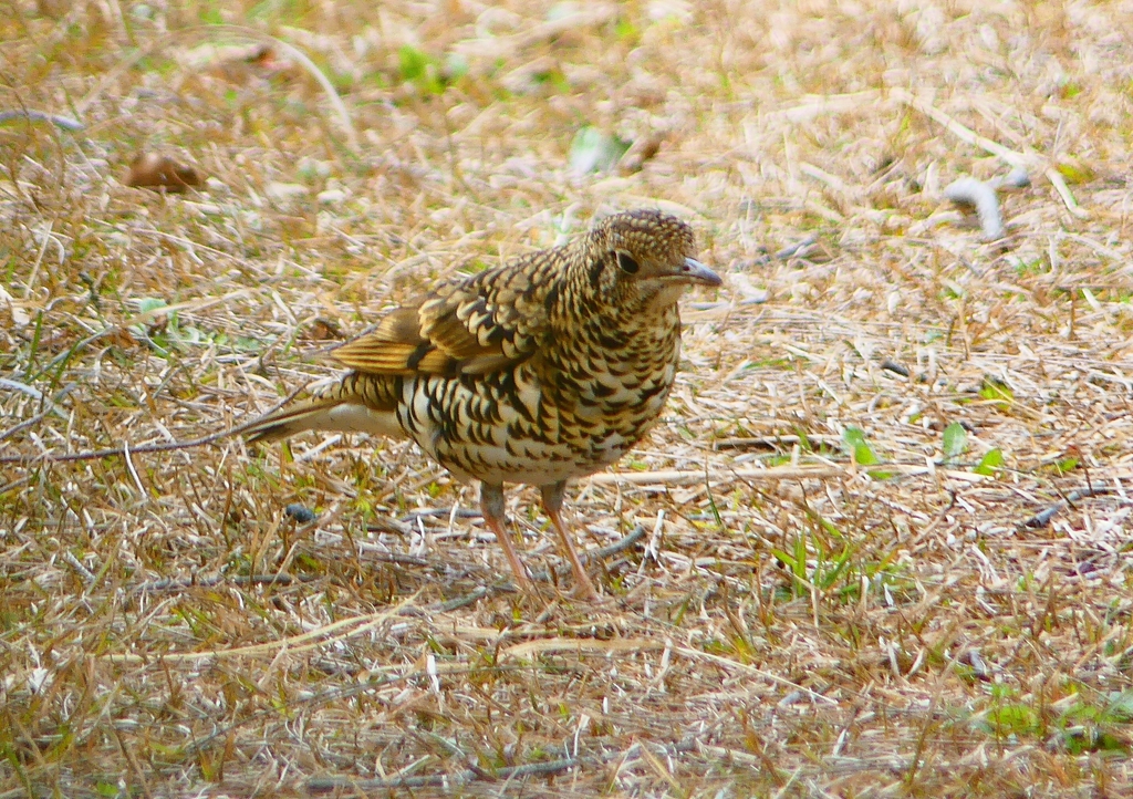 P1760052：トラツグミ_R