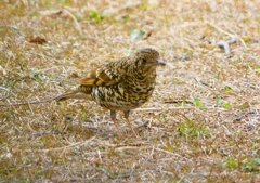 P1760052：トラツグミ_R