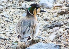 P1720784：トモエガモ_R