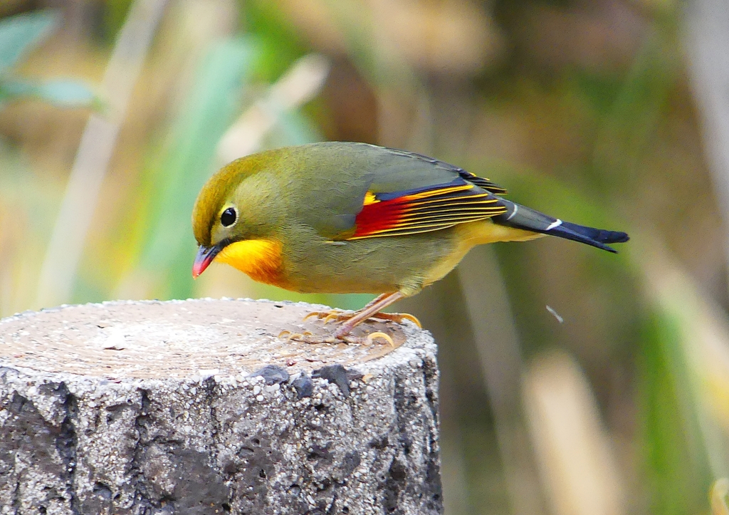 P1600085：ソウシチョウ_R
