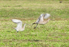 P4110765：飛ぶチュウシャクシギ_R