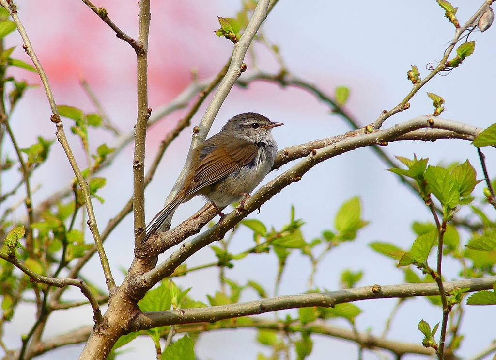 P4900337：ウグイス_R
