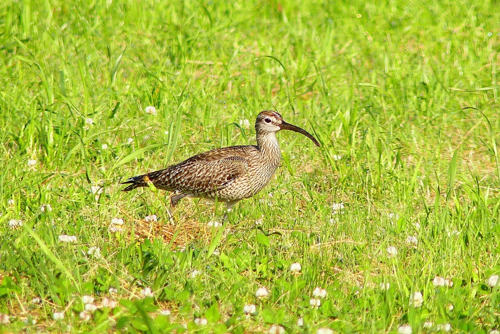 P4950612：チュウシャクシギ_R