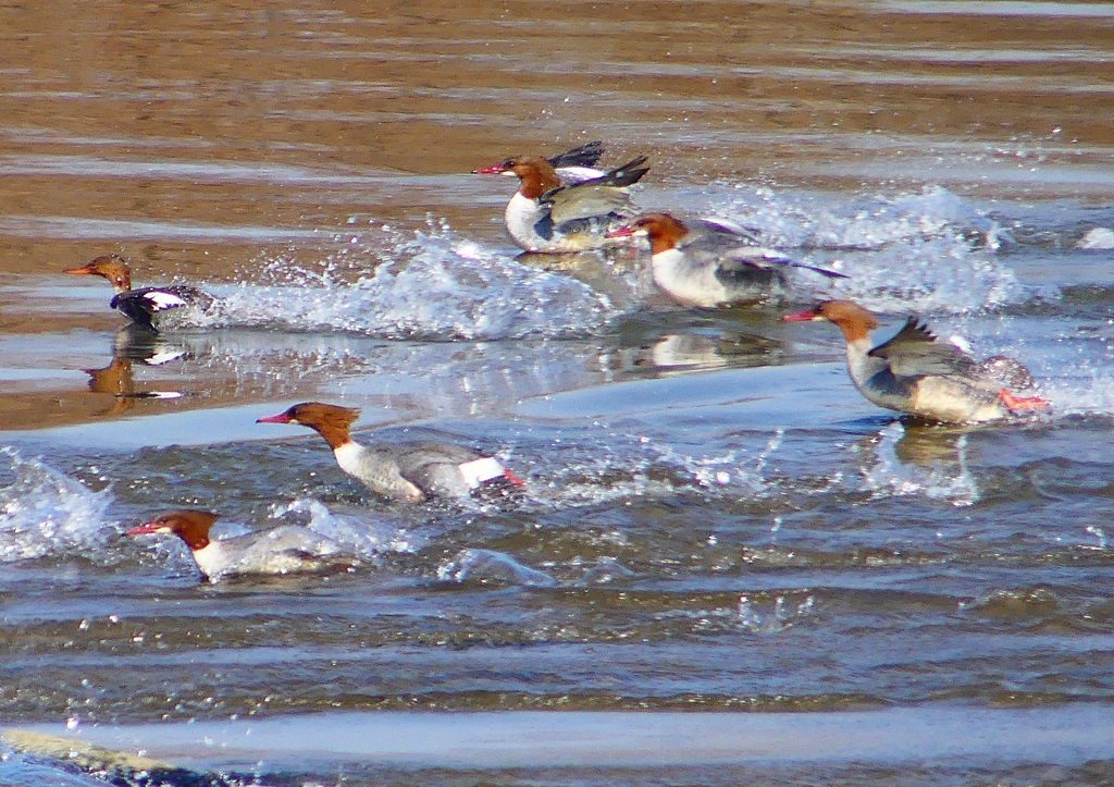 P1880273：カワアイサ他_R