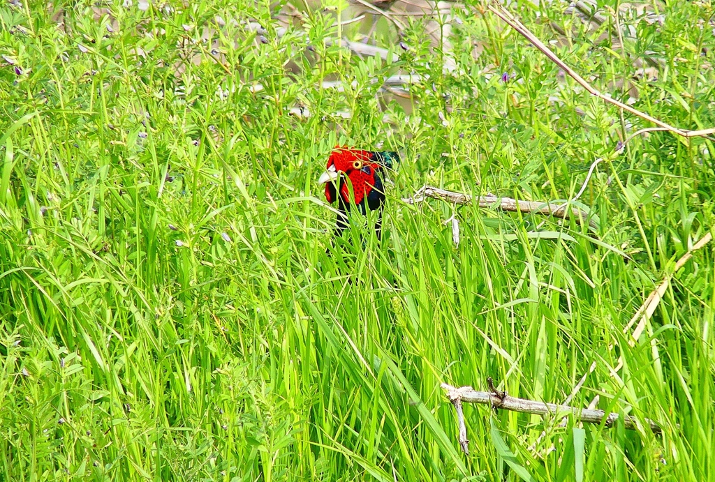 P4900410：キジ（オス）_R