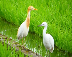 P1060367：アマサギ、コサギ_R