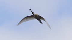 P1680255：飛ぶヘラサギ_R