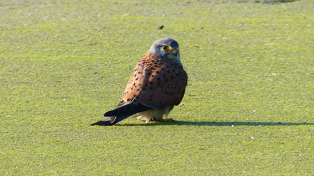 P1980765：チョウゲンボウ-10_R