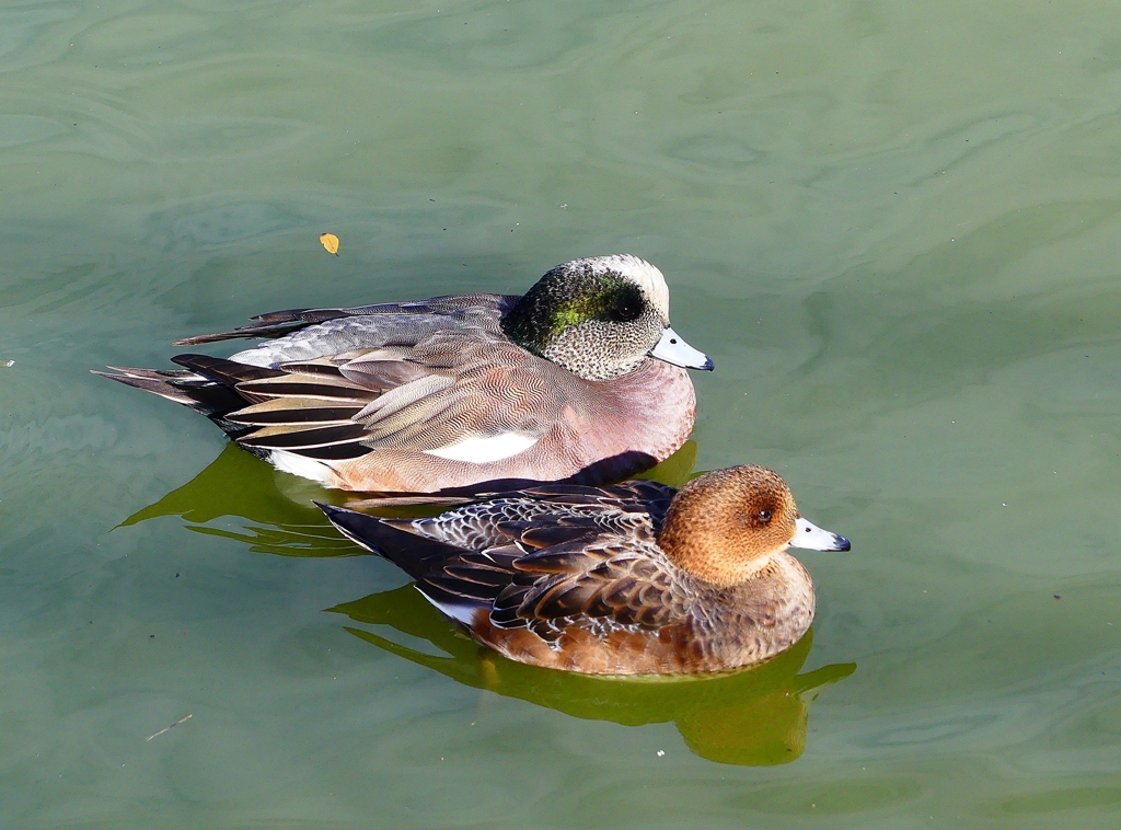 P3610694：アメリカヒドリ（オス）、ヒドリガモ（メス）_R