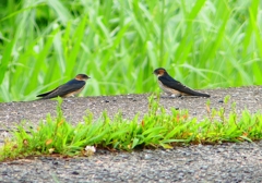 P1030687：コシアカツバメ（幼鳥）_R