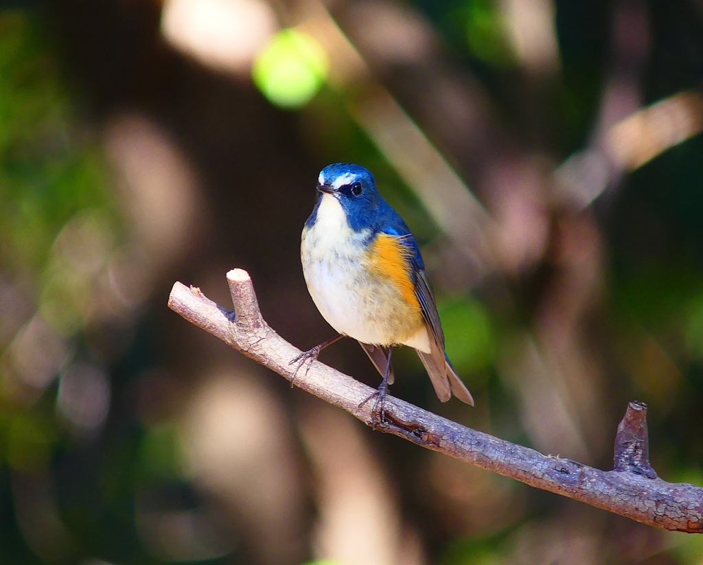 P3680208：ルリビタキ（オス）_R