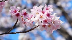 P1900225：桜（源平咲き？）_R