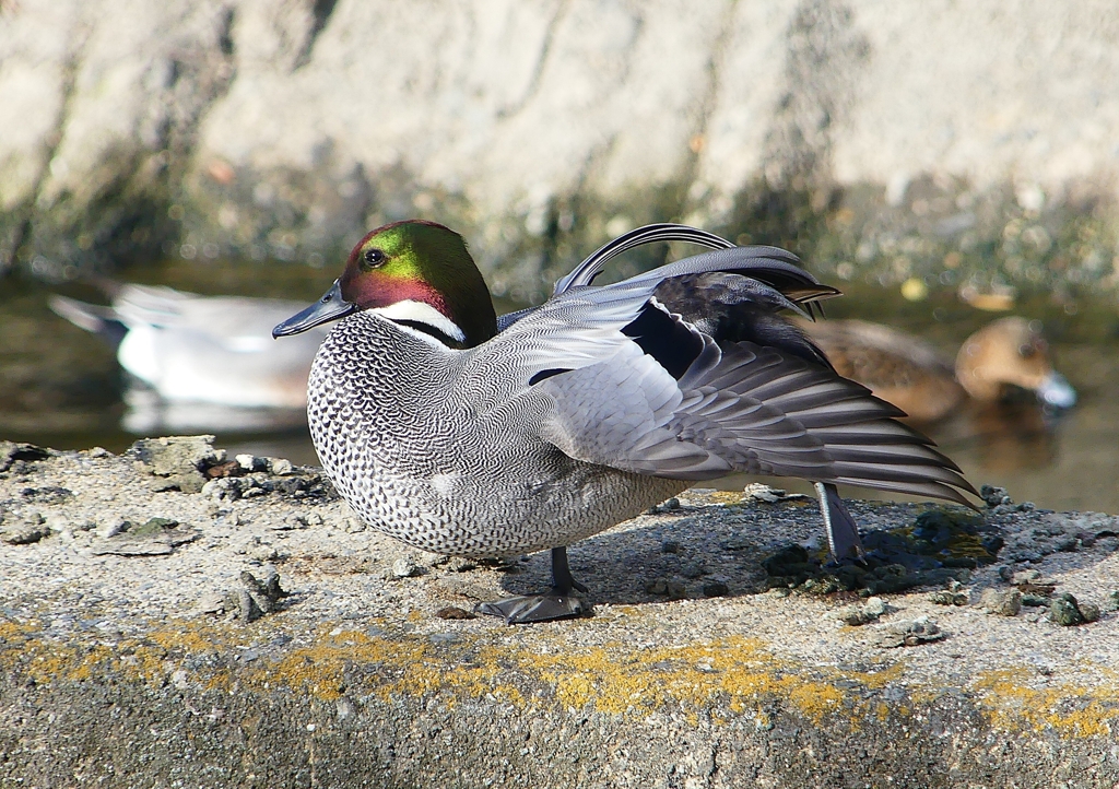 P1580581：ヨシガモ_R