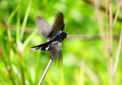 P1010299：ツバメ（幼鳥）_R