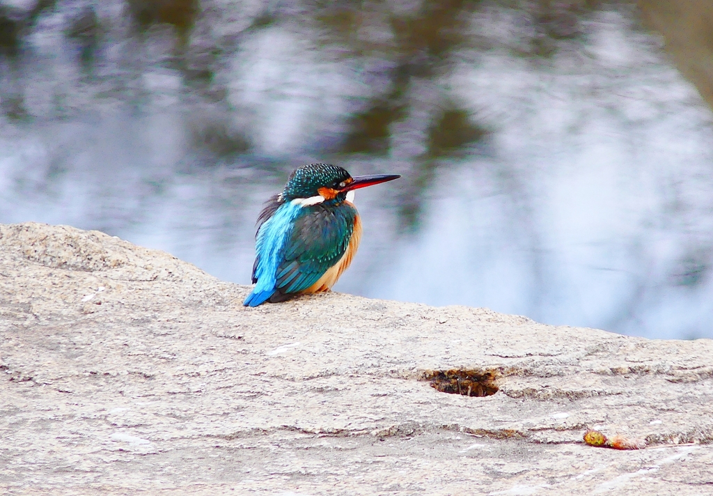 P4710271：カワセミ（メス）_R