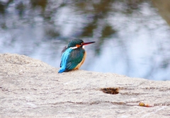 P4710271：カワセミ（メス）_R