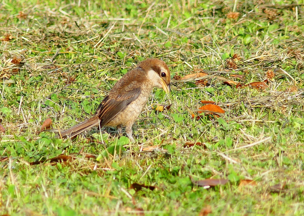 P4110568：モズ（幼鳥）_R