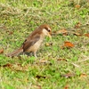 P4110568：モズ（幼鳥）_R