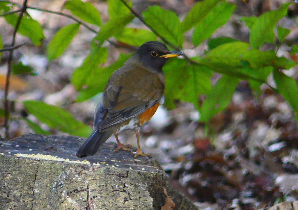 P1880902：オオアカハラ_R