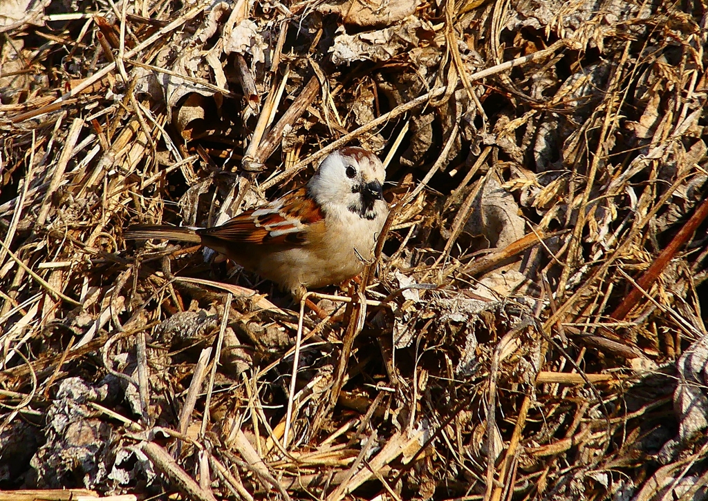P4660776：白いスズメ_R