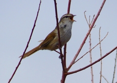 P1850511：ウグイス_R