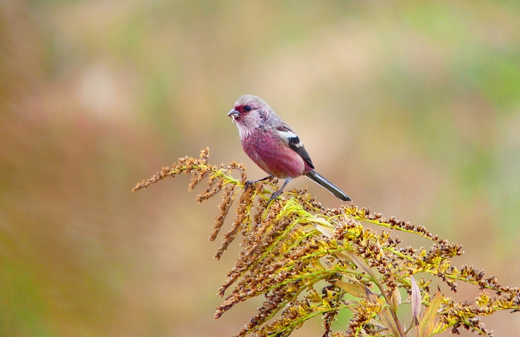 P4550716：ベニマシコ（オス）_R