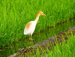 P1060219：アマサギ_R