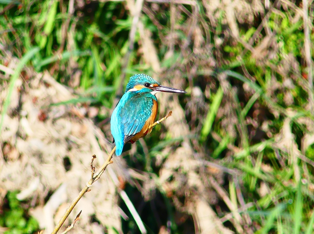 P4800602：カワセミ（オス）_R