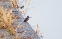 P4550814：カワセミ（オス）_R