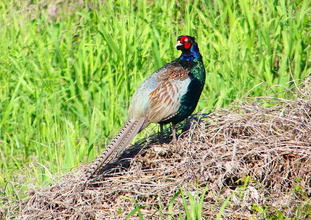 P1980512：キジ（オス）_R