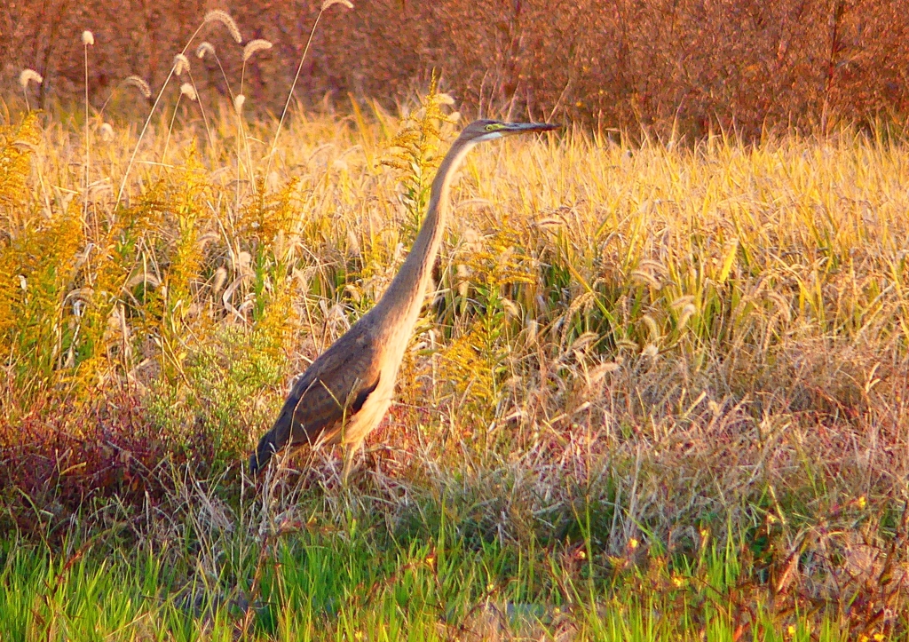 P1400113：ムラサキサギ_R