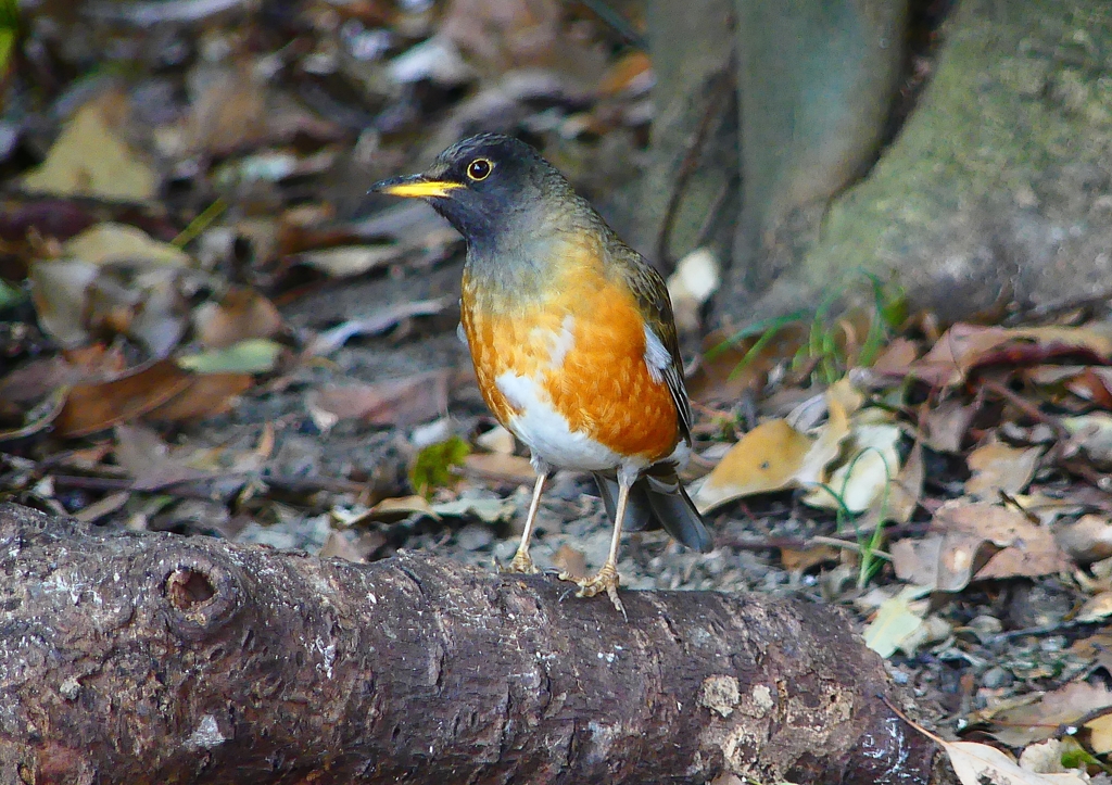 P1880926：オオアカハラ_R